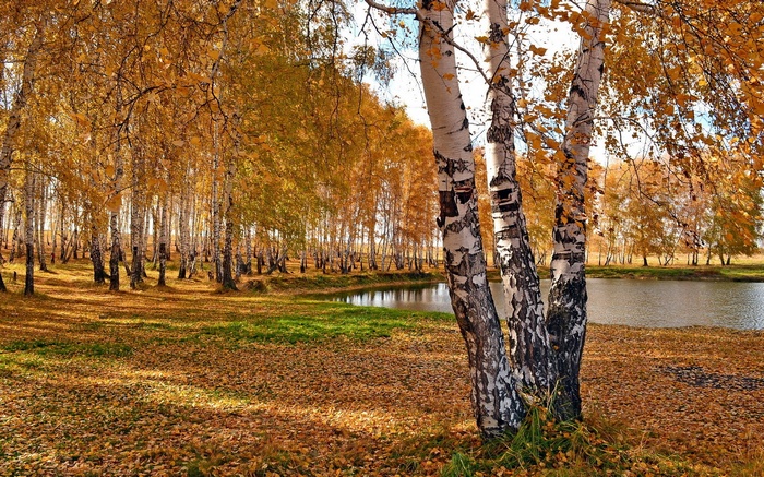 Autumn forest with birch trees and a pond