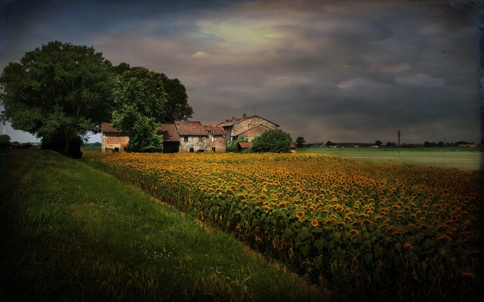 Farmhouse with sunflower field and trees under cloudy sky