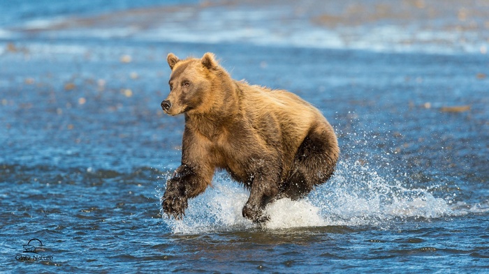 Brown bear running through water