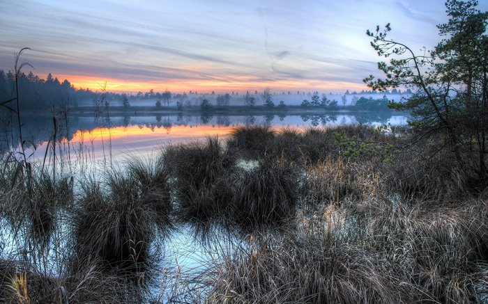 Misty lake at sunrise with reeds and trees