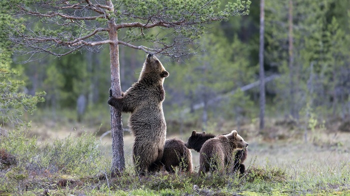 Brown bear and cubs near a tree in a forest