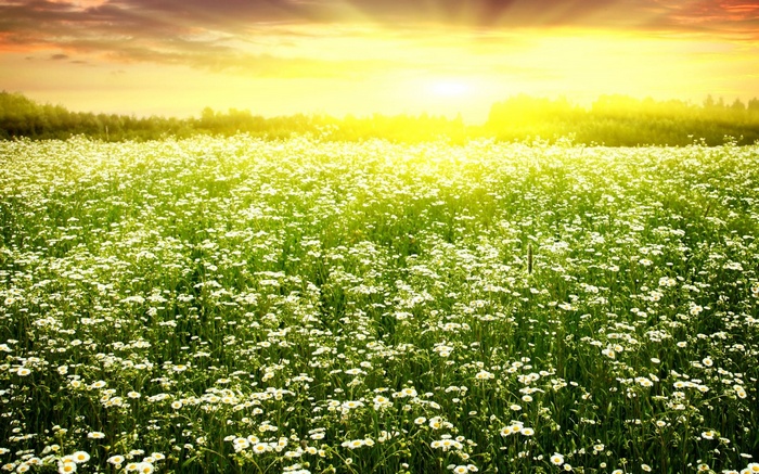 Field of white flowers at sunset