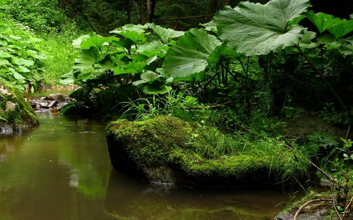 A stream flows through a forest with large green leaves