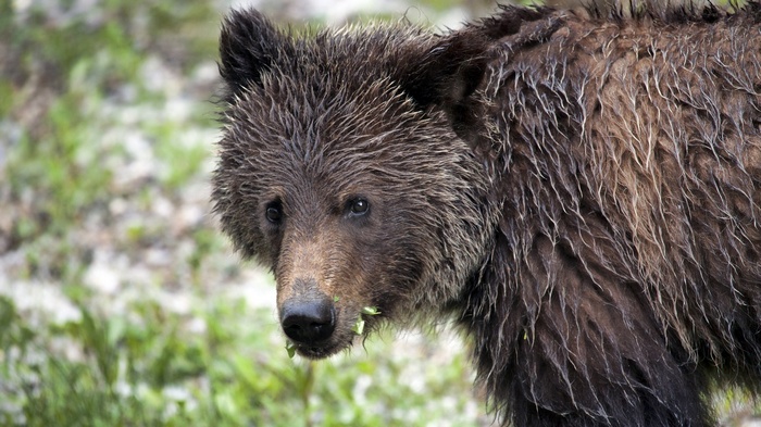 Close-up of a wet grizzly bear cub eating leaves