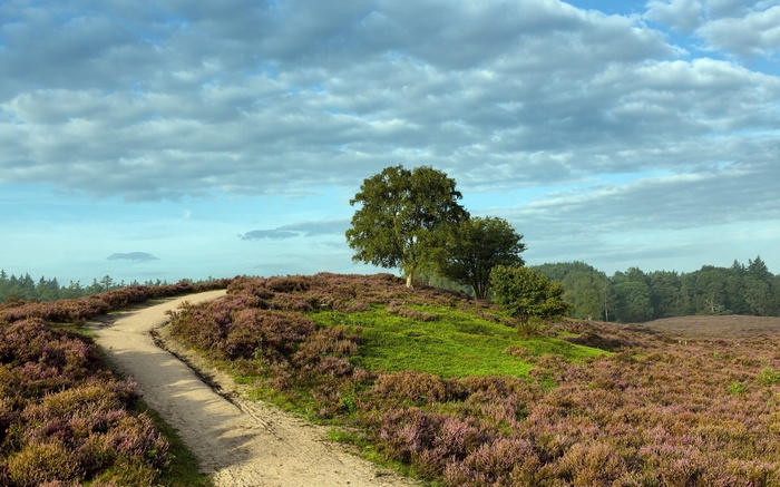 Path through heather fields with trees under cloudy sky