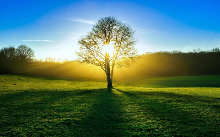 Sunlight shining through a tree in a field