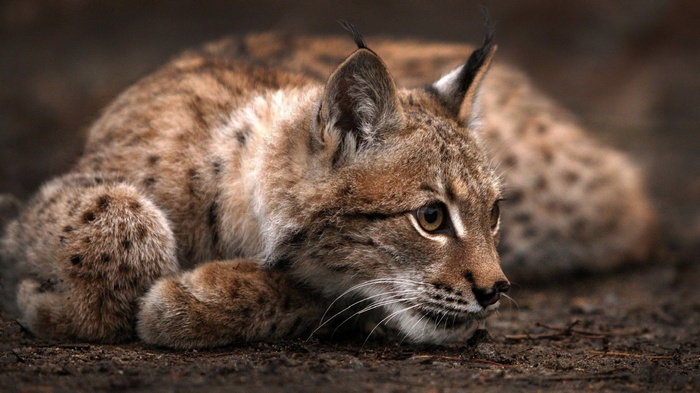 Lynx lying on the ground