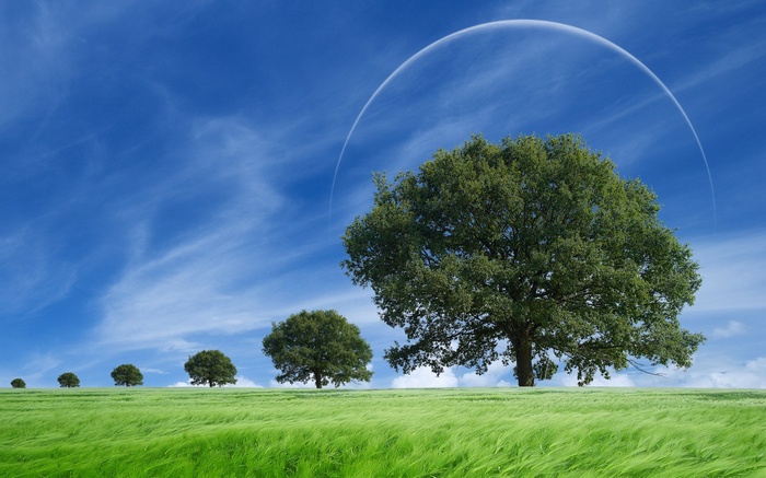 Trees in a green field under a blue sky