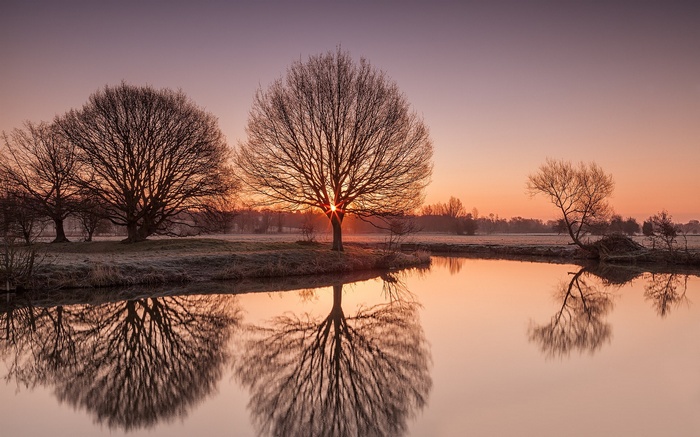Bare trees reflected in calm water at sunrise