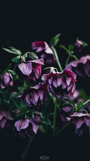 purple hellebore flowers leaning down against a black background ...