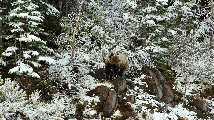 A brown bear stands on rocks in a snowy forest.