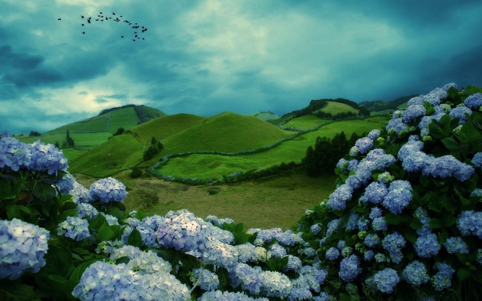 Blue hydrangeas in a green hilly landscape under a cloudy sky