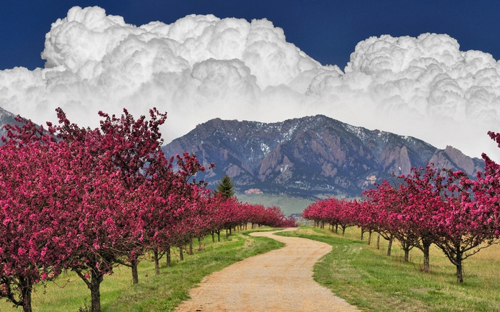 Blooming trees line a path with mountains and clouds