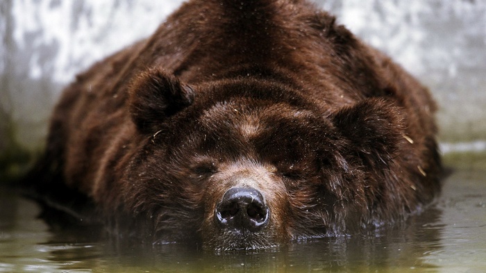 Brown bear resting in water