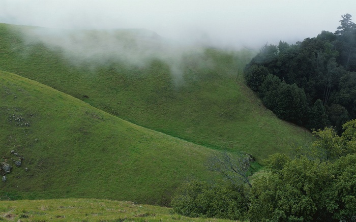 Misty green hills with a forest edge