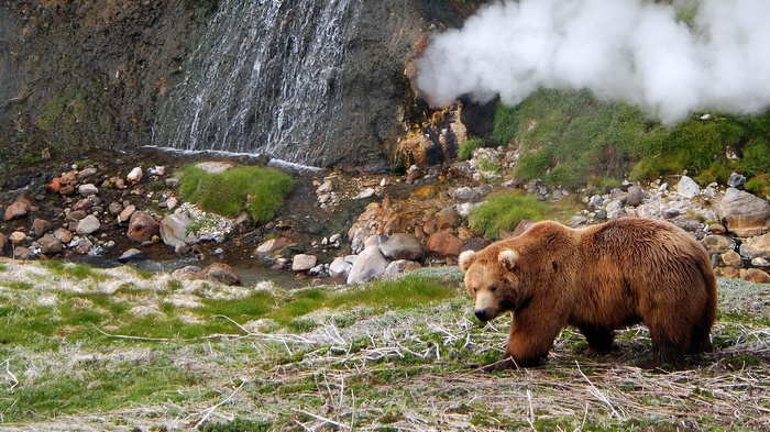 Brown bear near a steaming waterfall and rocky stream