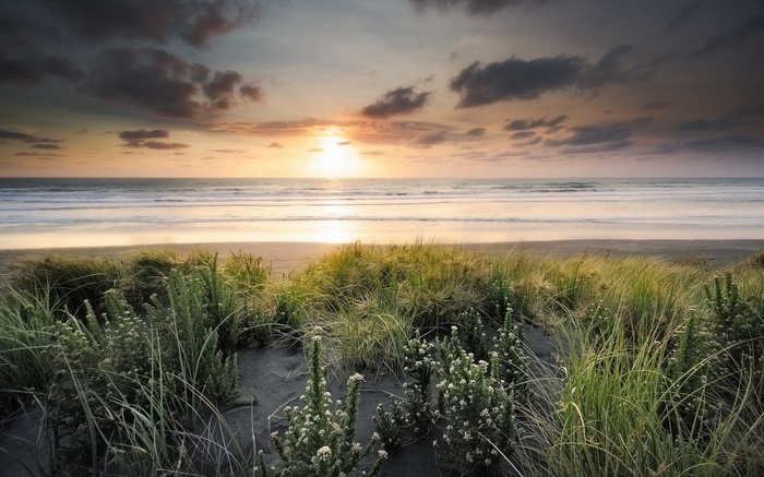 Sunset over the ocean with beach grass