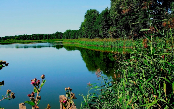 Lake with trees and reeds on a clear day