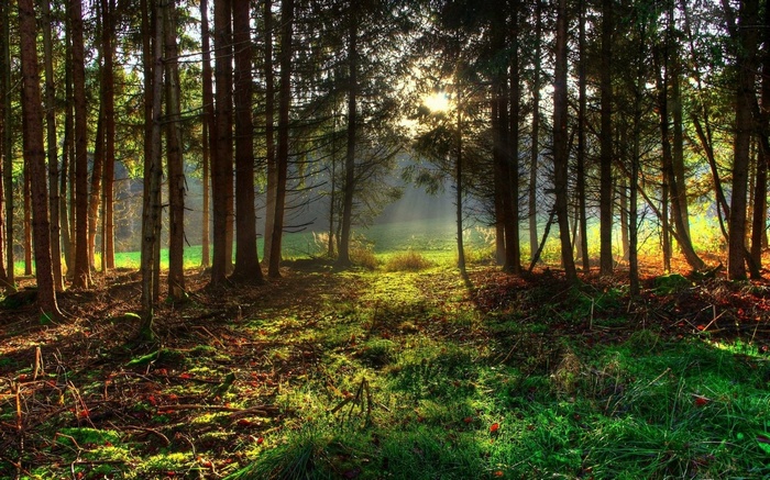 Sunlight filtering through a dense forest with mossy ground