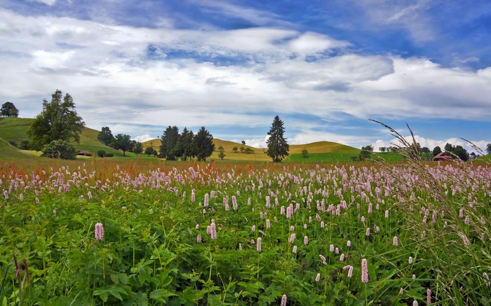 Field of pink flowers and rolling hills under a cloudy sky