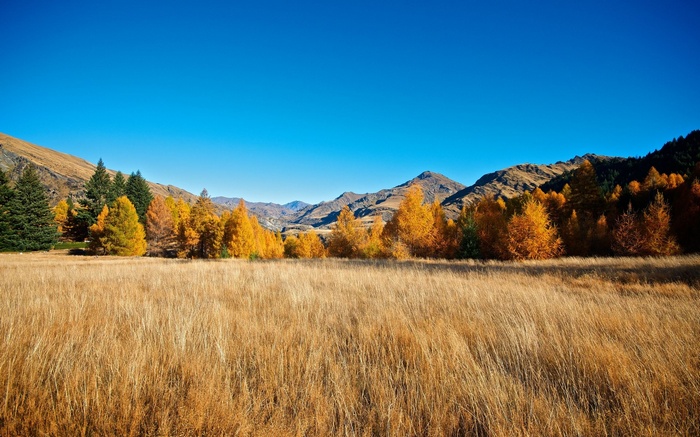 Autumn trees in a mountain landscape with dry grass field
