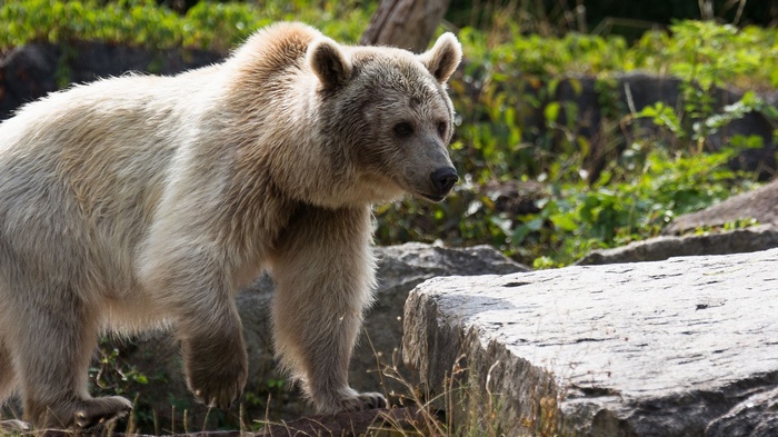 A light brown bear walks on rocks
