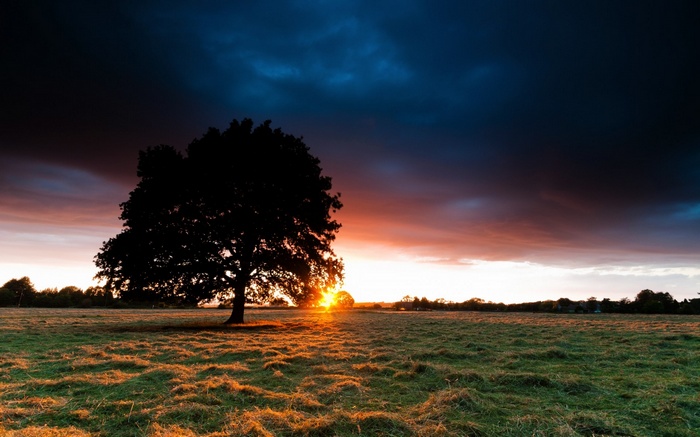 Silhouette of a large tree at sunset in a field