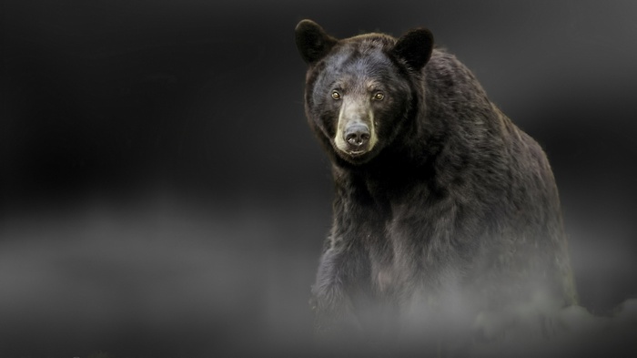 Black bear in fog