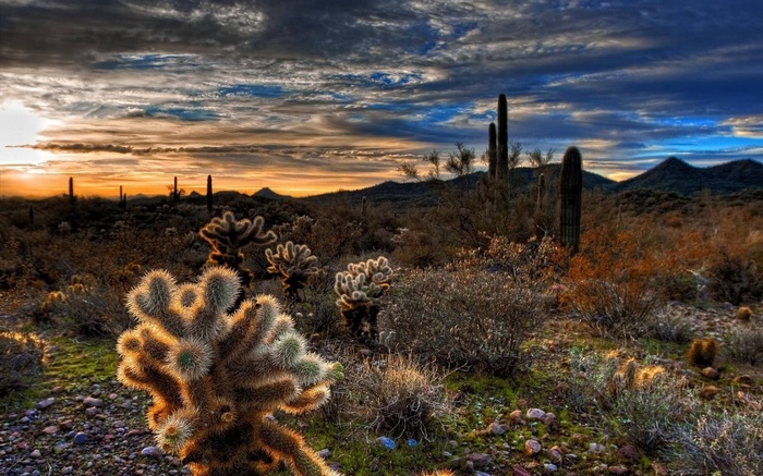 Desert landscape at sunset with saguaro cacti