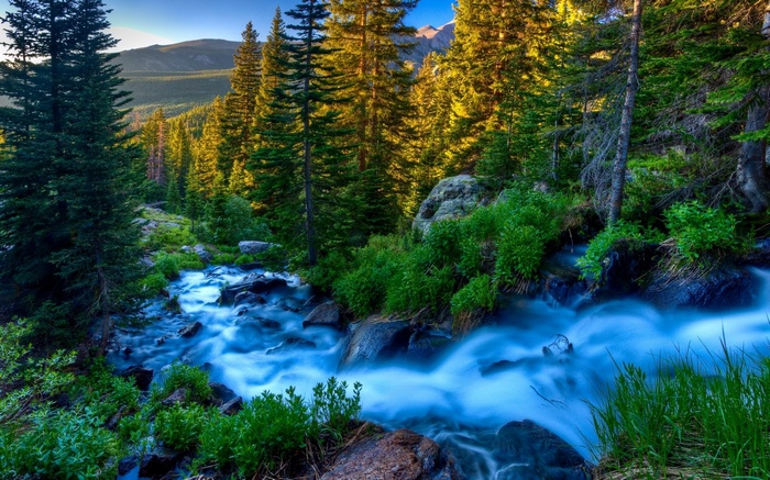 Mountain stream flowing through a pine forest