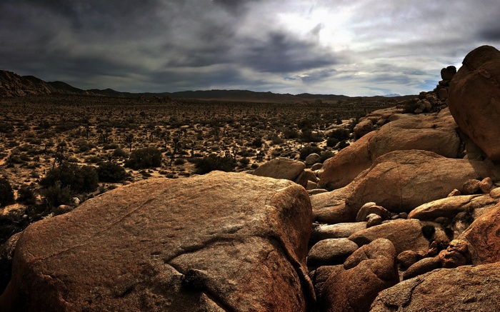 Joshua Tree National Park Desert Landscape