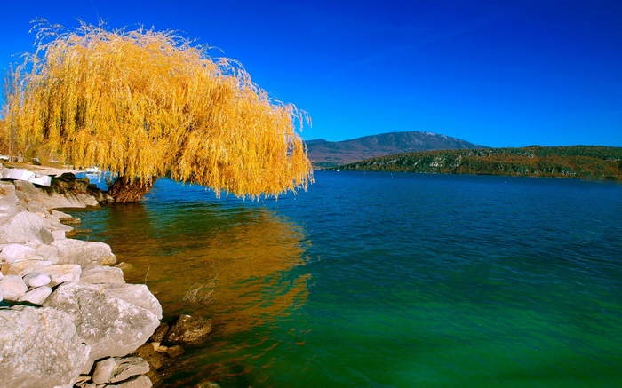 Yellow weeping willow tree by a lake with mountains