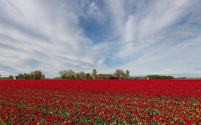 Field of red tulips with houses and trees under a cloudy sky