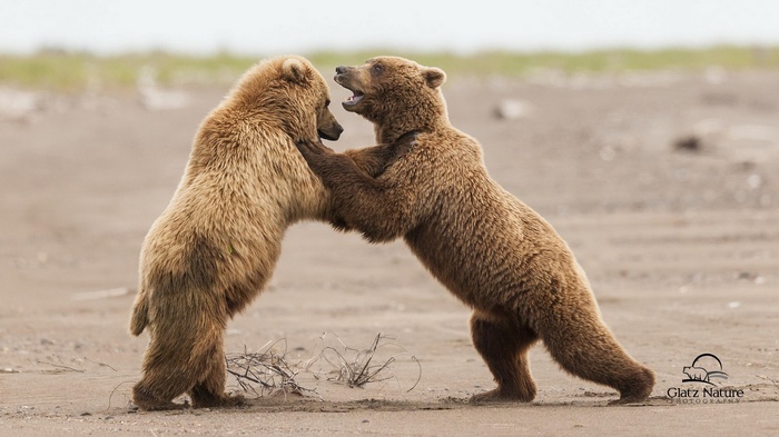 Two young grizzly bears wrestling on a sandy beach