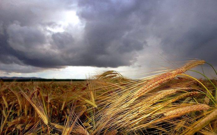 Wheat field under stormy clouds