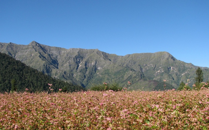Field of pink flowers with mountains and blue sky