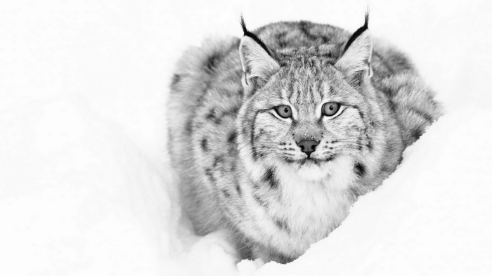 Lynx in the snow