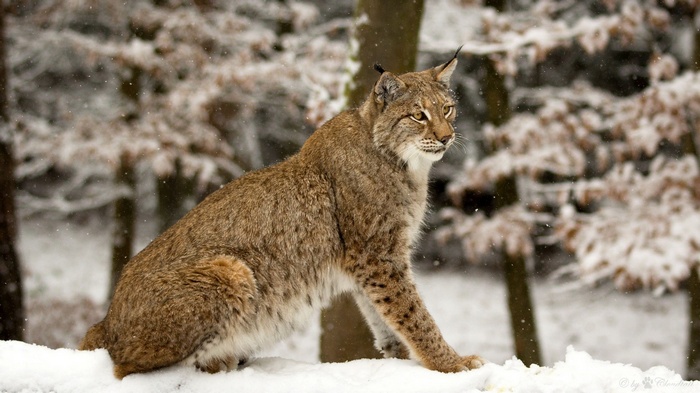 Lynx sitting in the snow