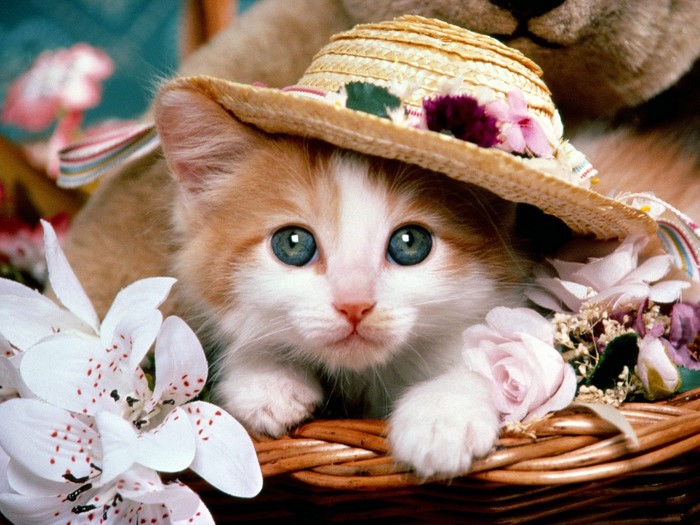 Adorable Kitten in Straw Hat with Flowers