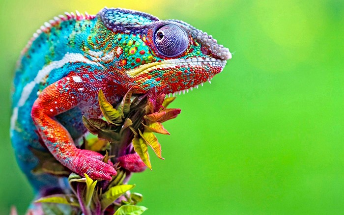 Colorful Chameleon on a Branch