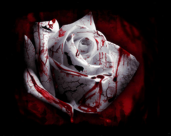 White rose with blood