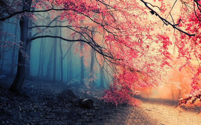 Misty forest with pink foliage and a path