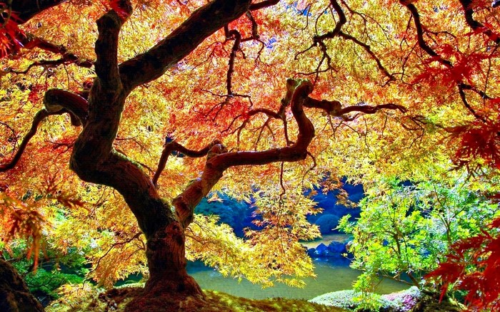 Colorful Japanese Maple Tree in Autumn Garden