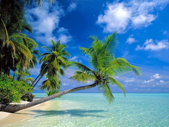 Tropical beach with palm trees and clear ocean water