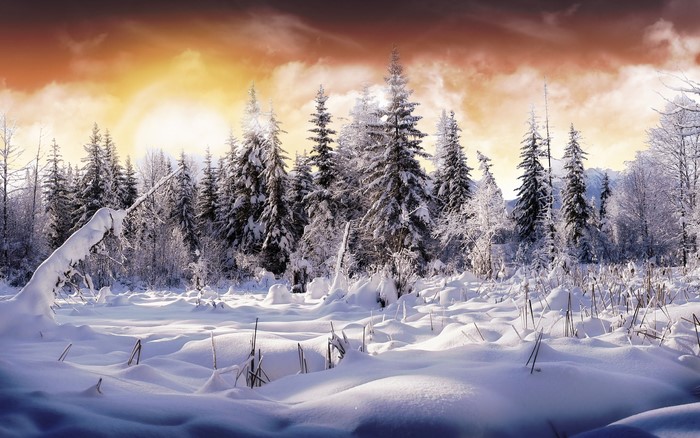 Snowy forest with sunset sky