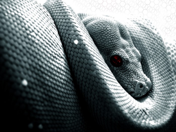 Close-up of a coiled snake with red eyes
