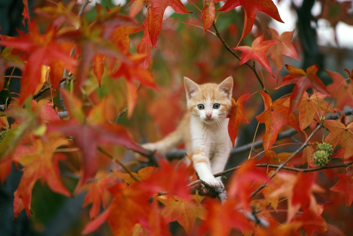 Kitten sitting on a branch with autumn leaves