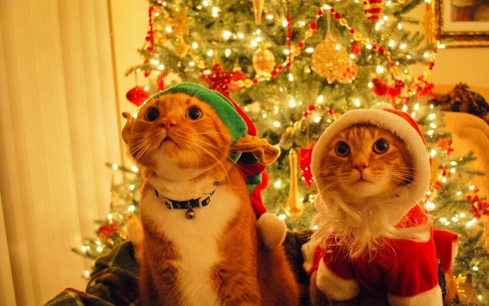 Two cats in Christmas costumes by a Christmas tree