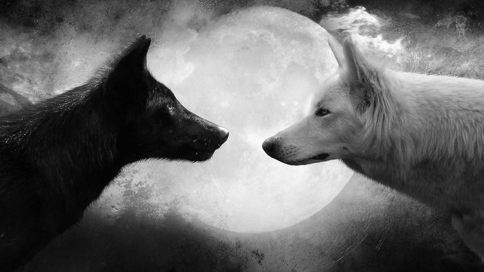 Black and White Wolves under the Moon