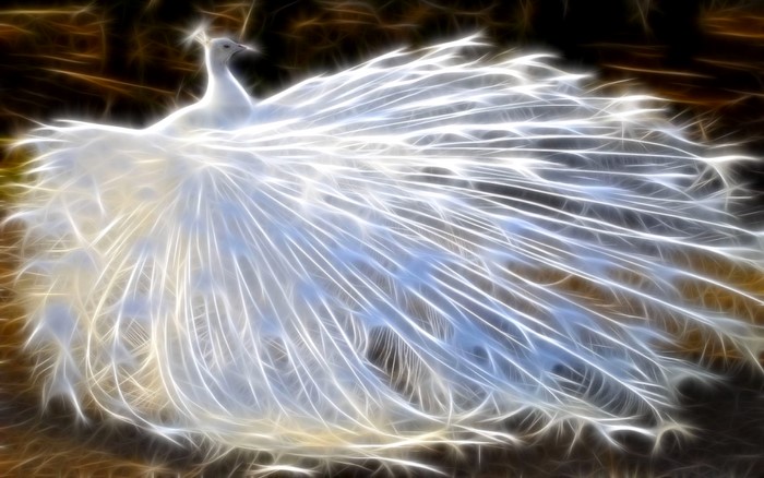 #1248642 HD White Peacock - Rare Gallery HD Wallpapers